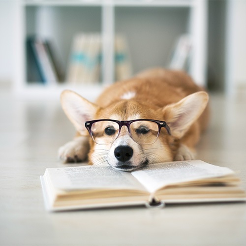 We Love Your Furry Friends! a dog with glasses laying on a book